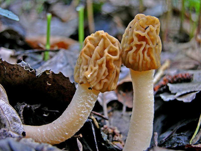 05 aprile 2007 Verpa bohemica.